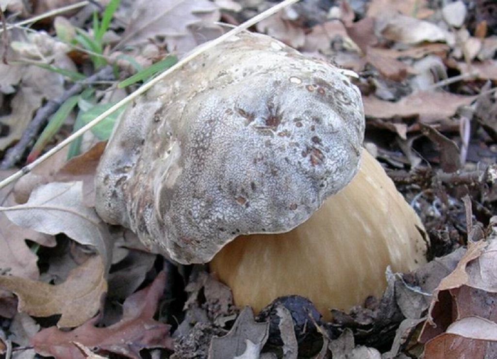 492 Novembre vecchio ritrovamento